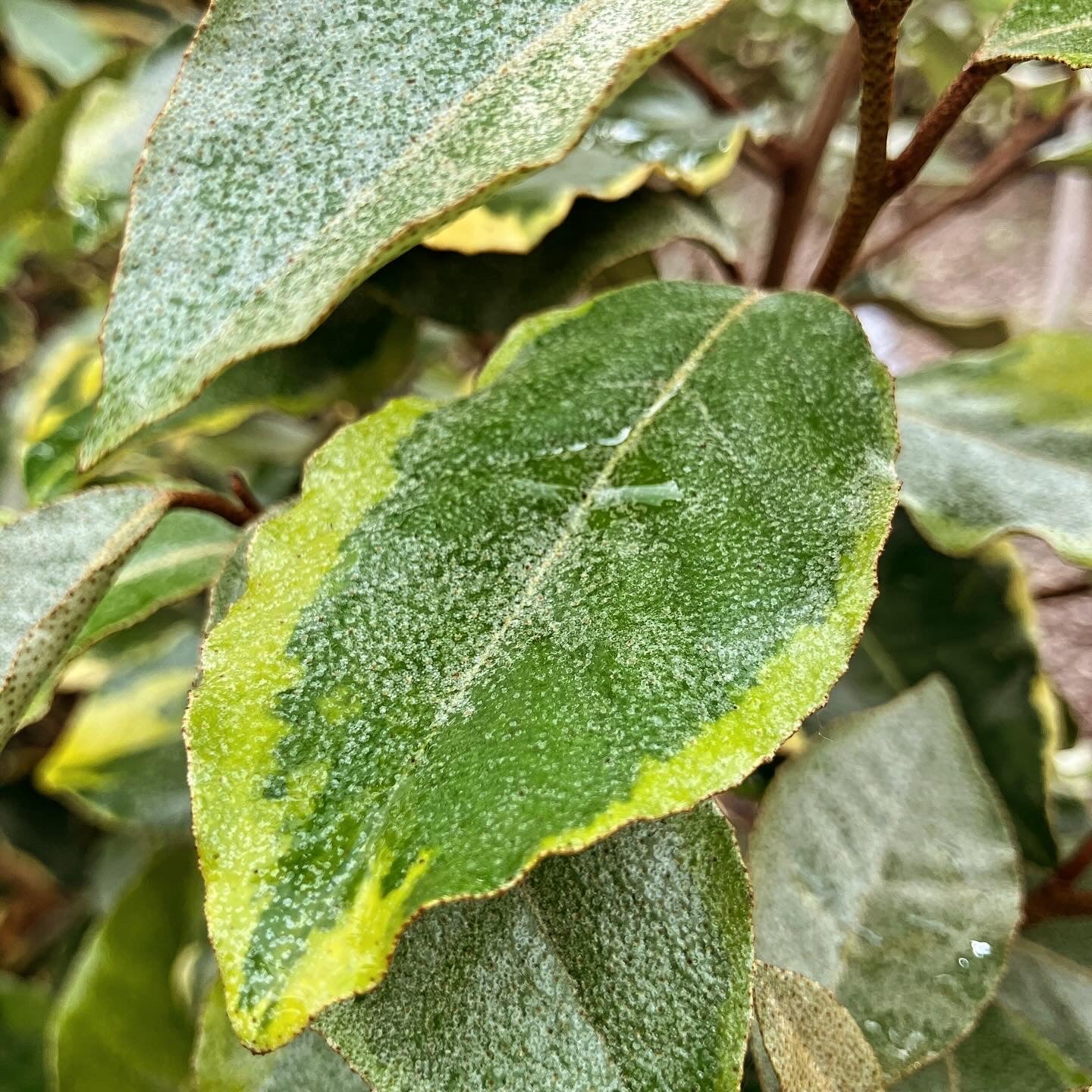 Wintergrüne Ölweide / Elaeagnus x ebbingei